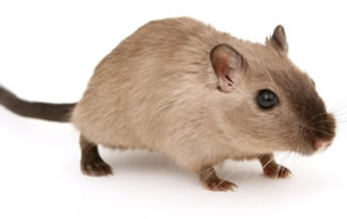 Ratte