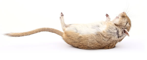 Tote Ratte – Symbol für Hilflosigkeit