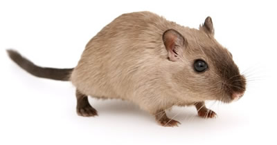 Ratte